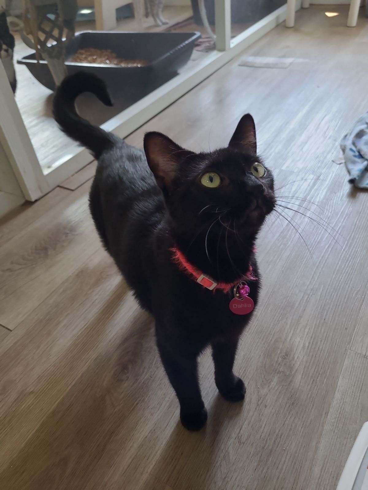 Dahlia, a Adoptable Domestic Short Hair in Naples, FL image 2/2