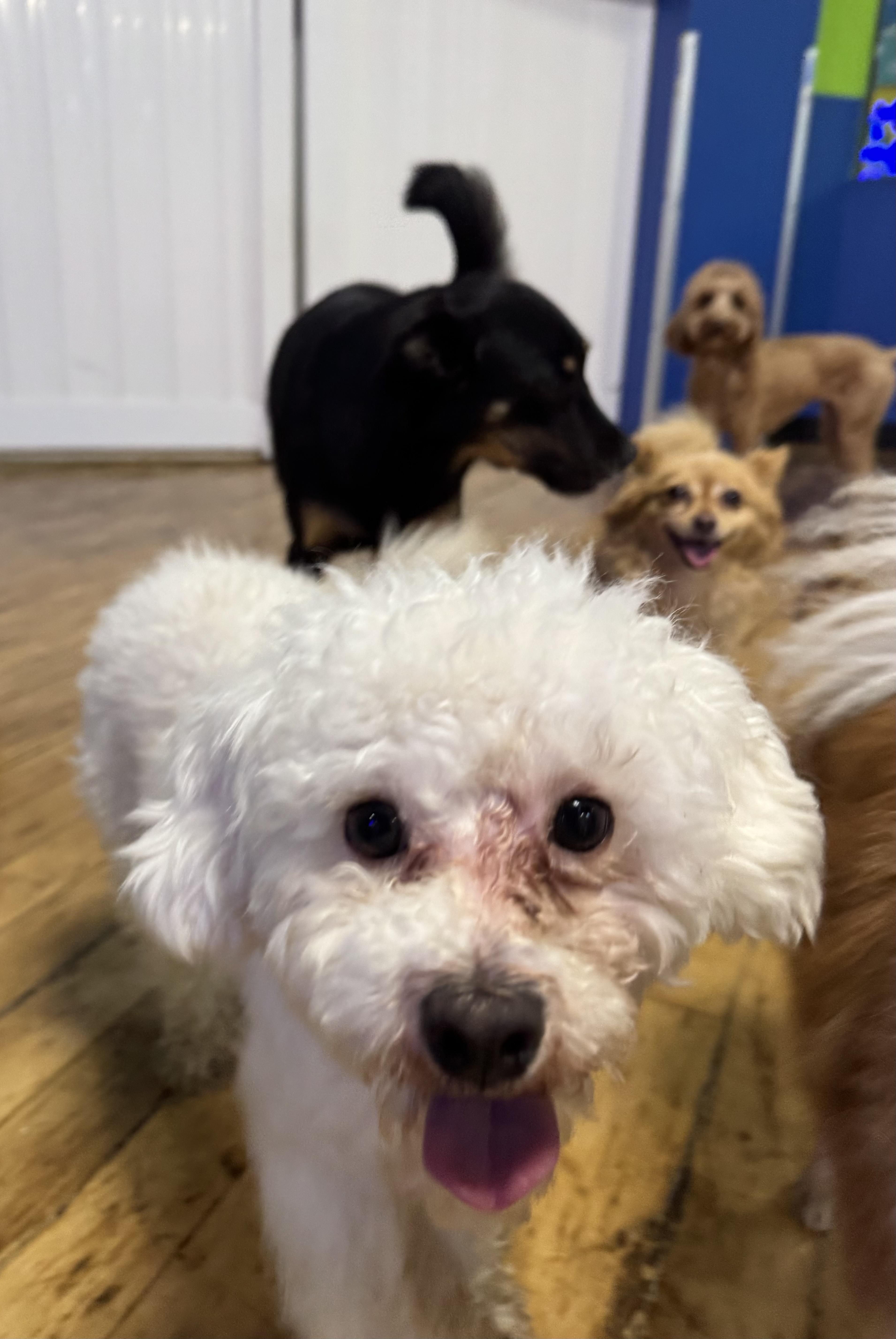 Enlarge Calliope, a Adopted Miniature Poodle in Brooklyn, NY image 5/6