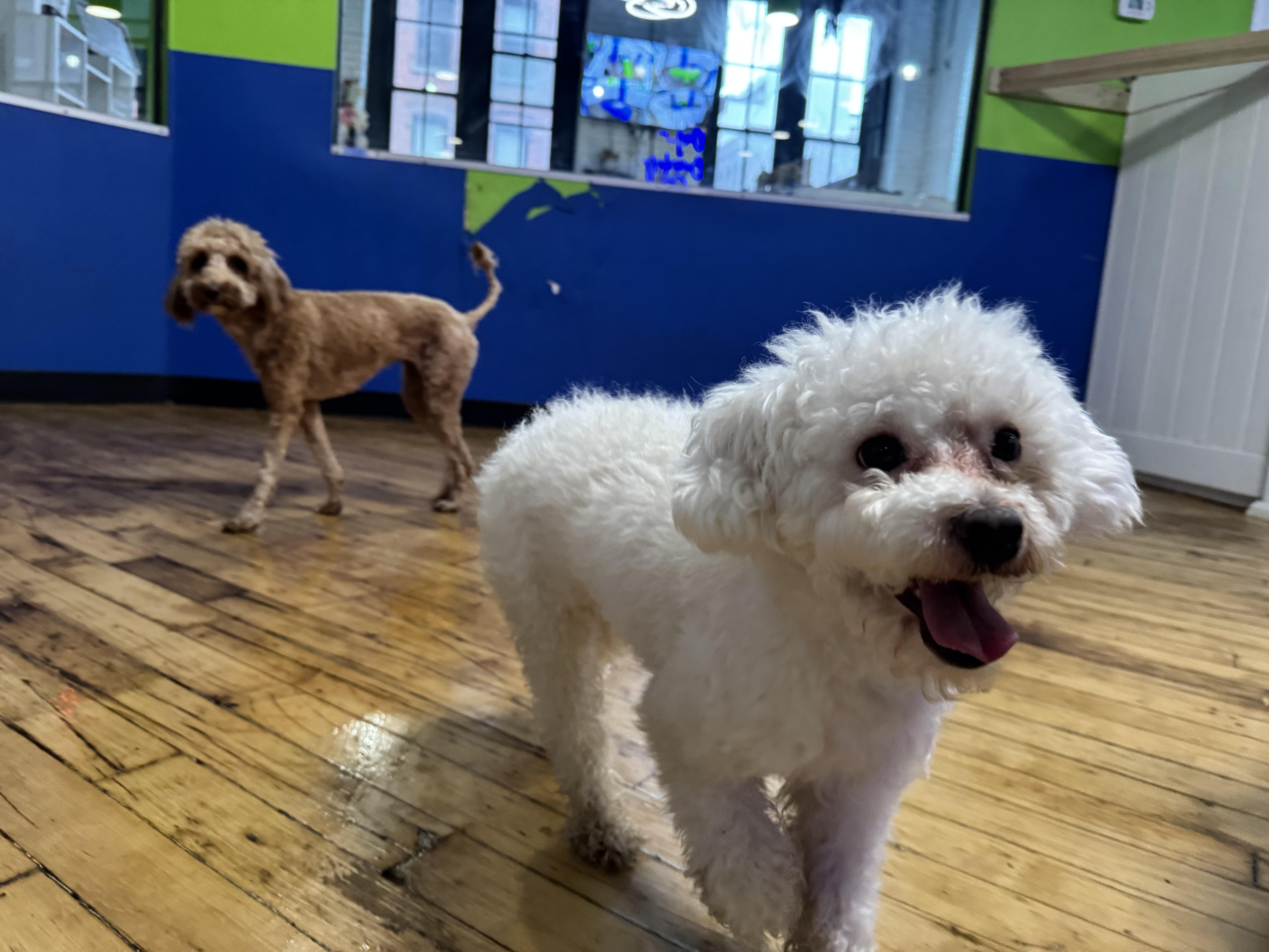 Enlarge Calliope, a Adopted Miniature Poodle in Brooklyn, NY image 4/6