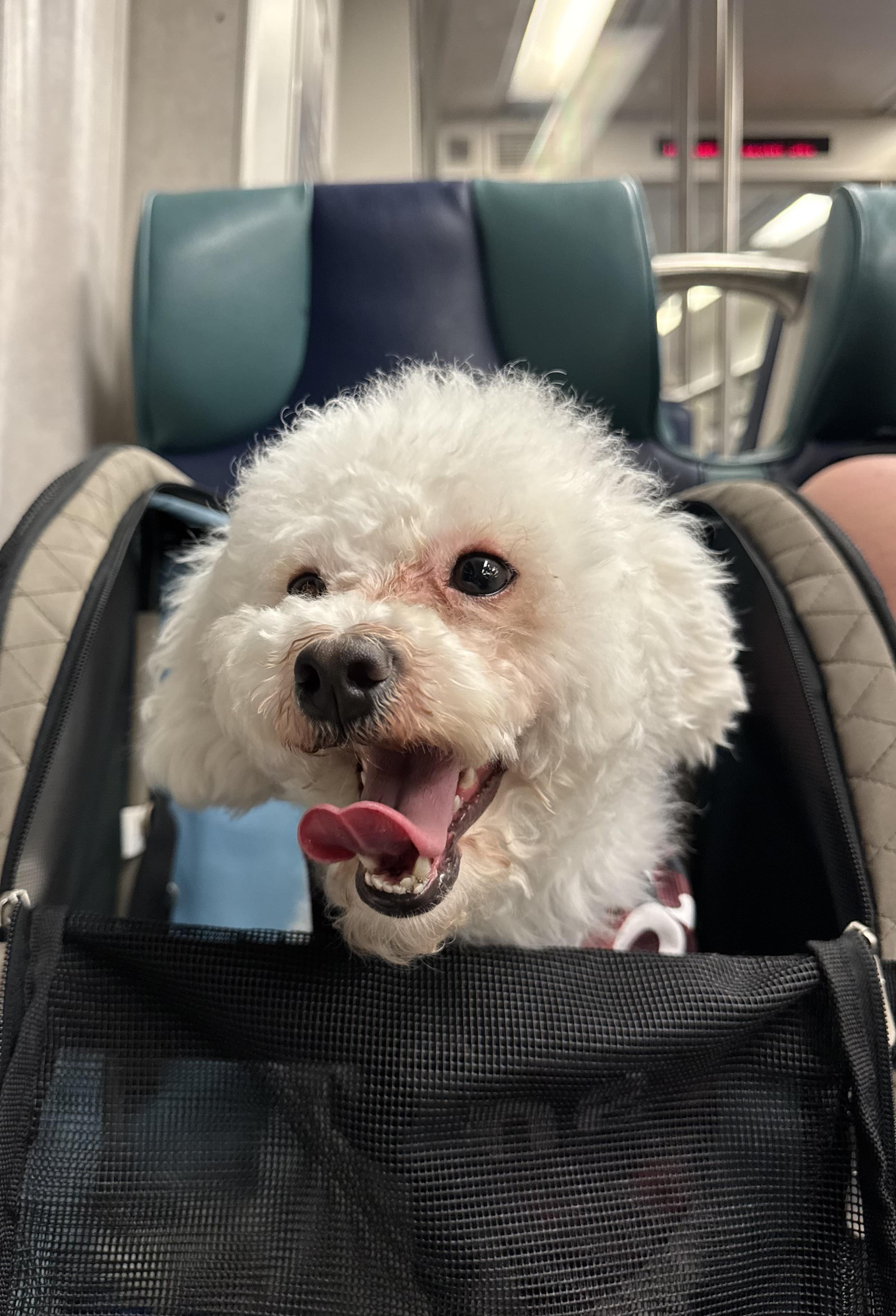 Calliope, Adopted, Senior Male Miniature Poodle.