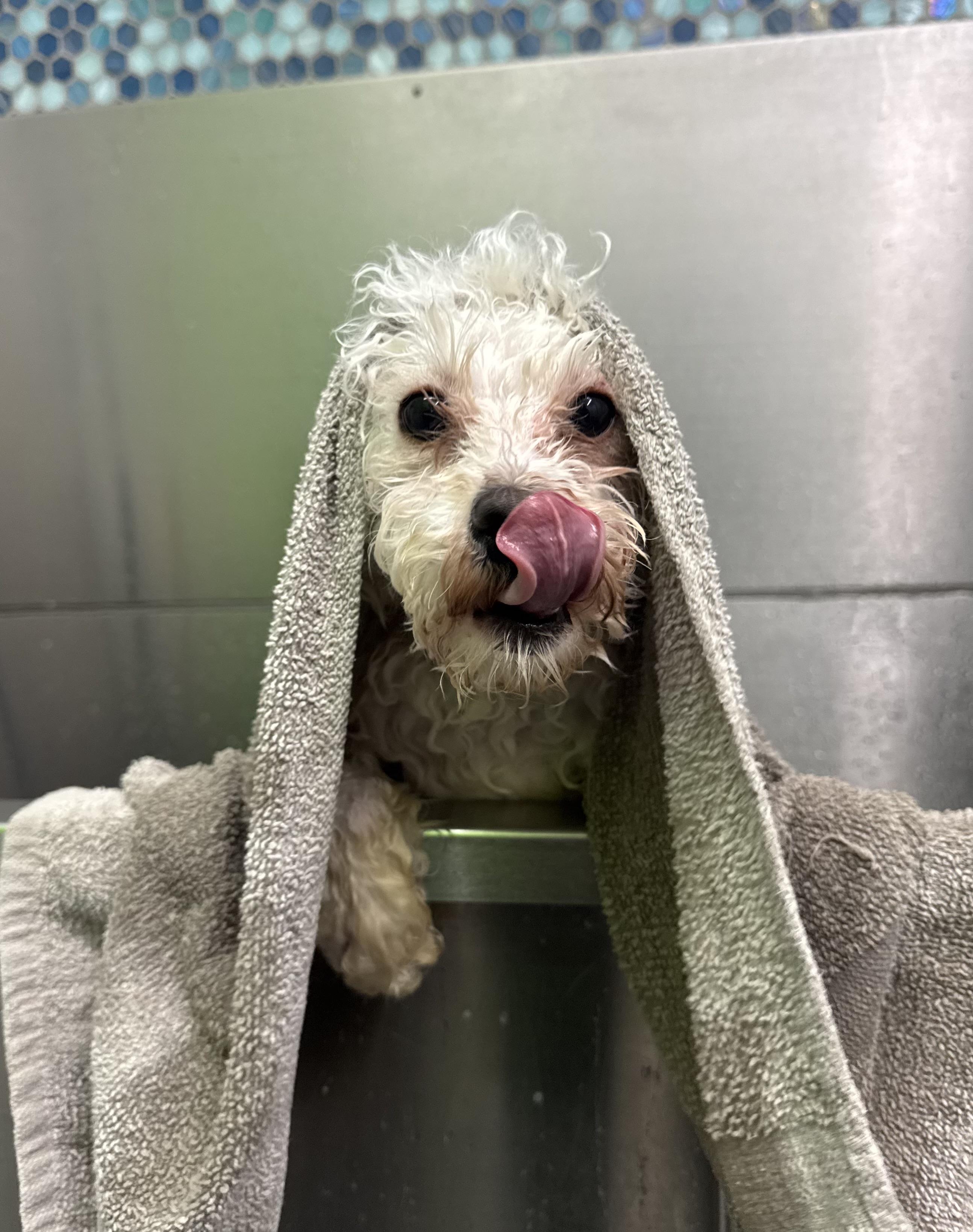 Enlarge Calliope, a Adopted Miniature Poodle in Brooklyn, NY image 3/6