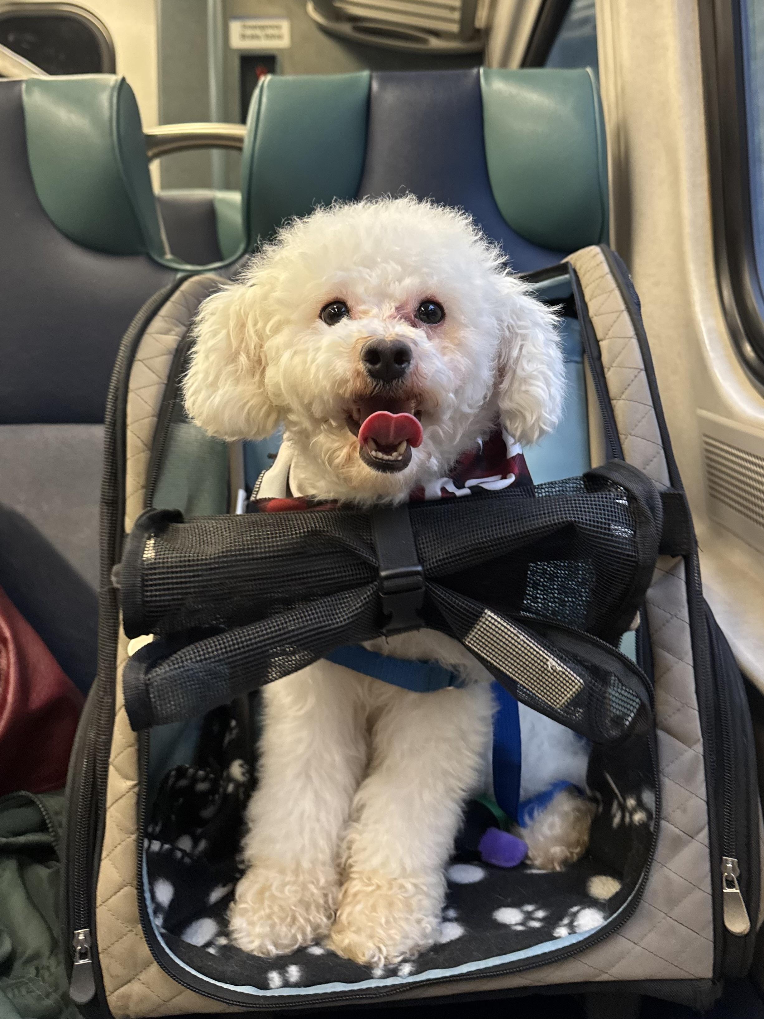 Enlarge Calliope, a Adopted Miniature Poodle in Brooklyn, NY image 2/6
