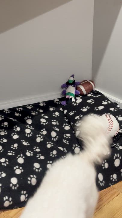 Enlarge Calliope, a Adopted Miniature Poodle in Brooklyn, NY video 6/6