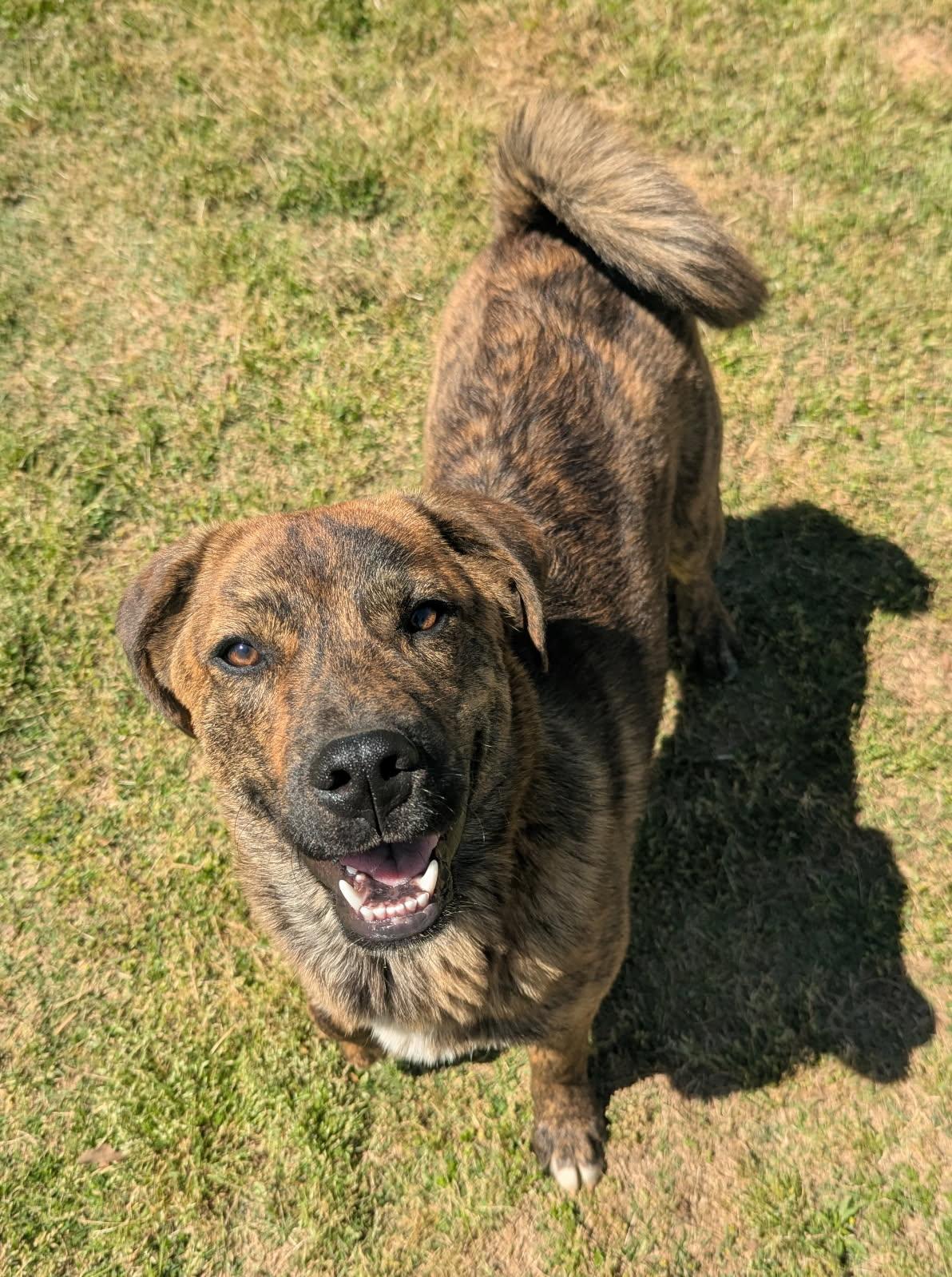 Enlarge Jax, a ADOPTABLE mixed breed in Jackson, GA image 2/2