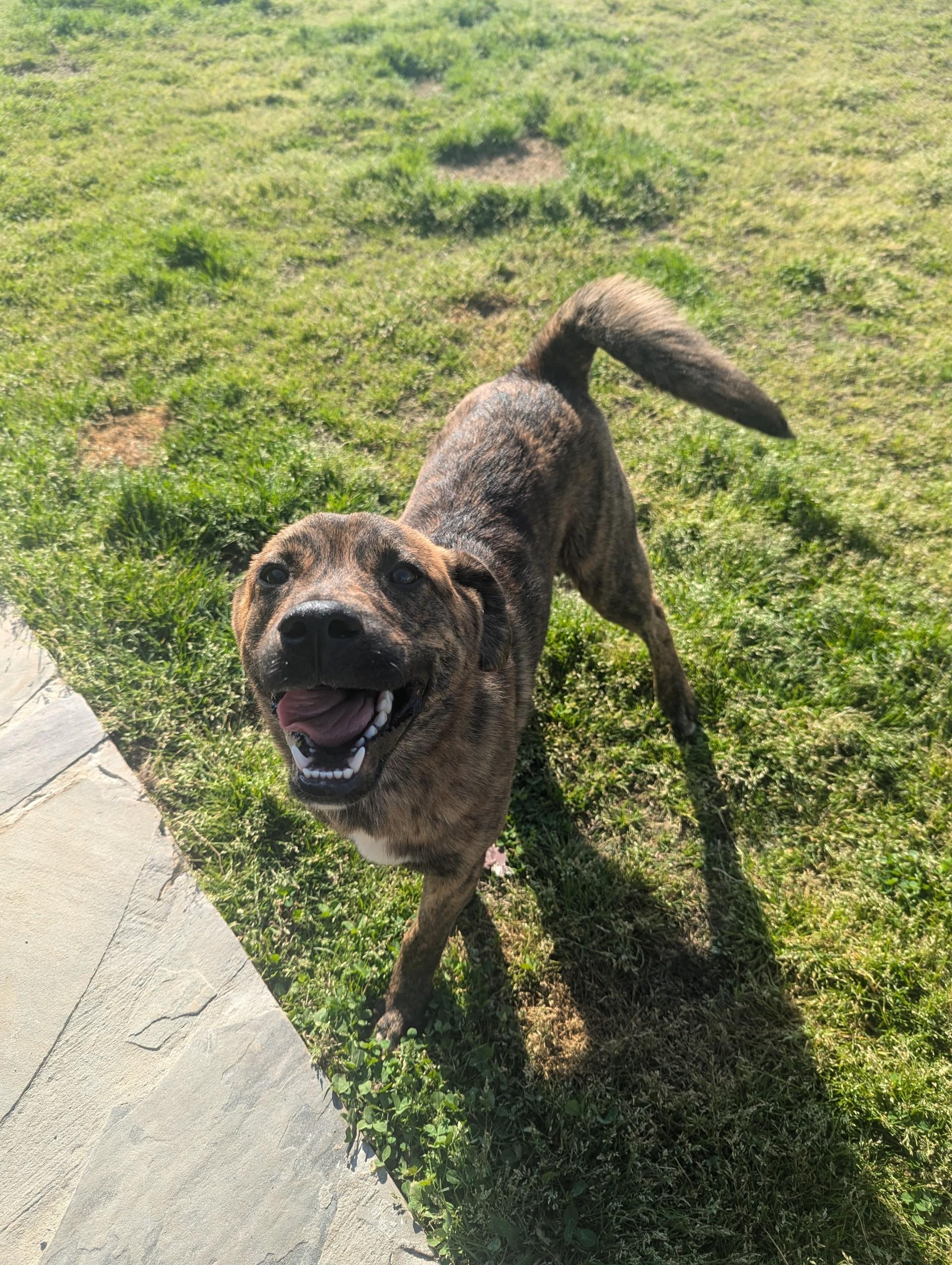 Jax, ADOPTABLE, Young Male Shepherd.