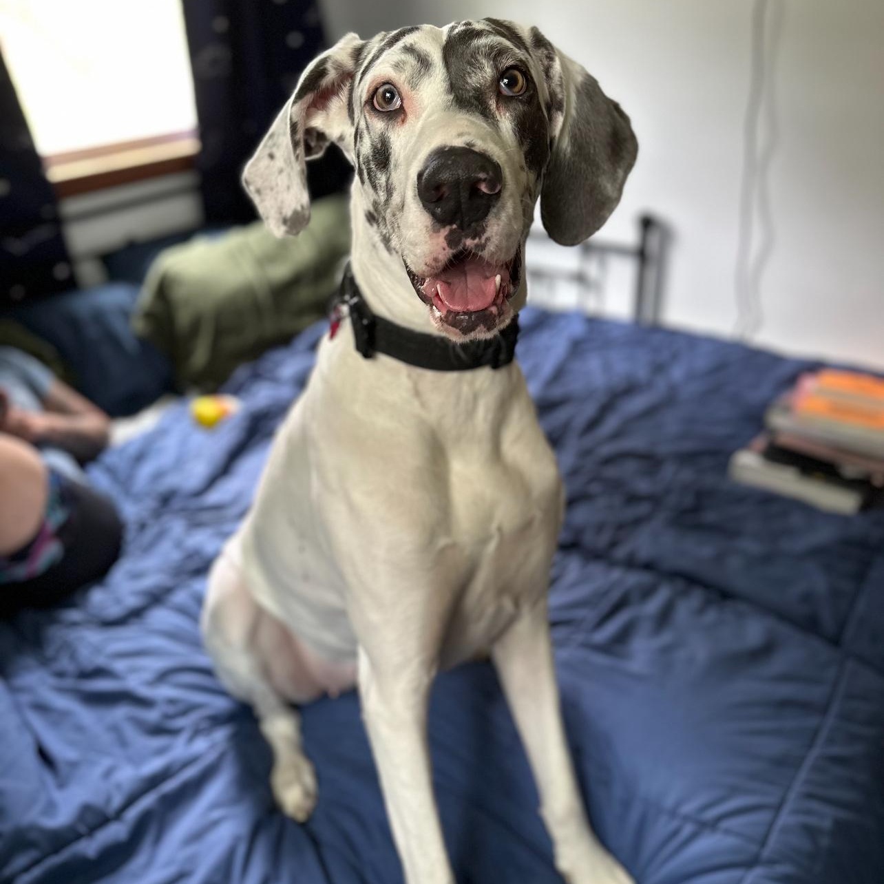 Ellie