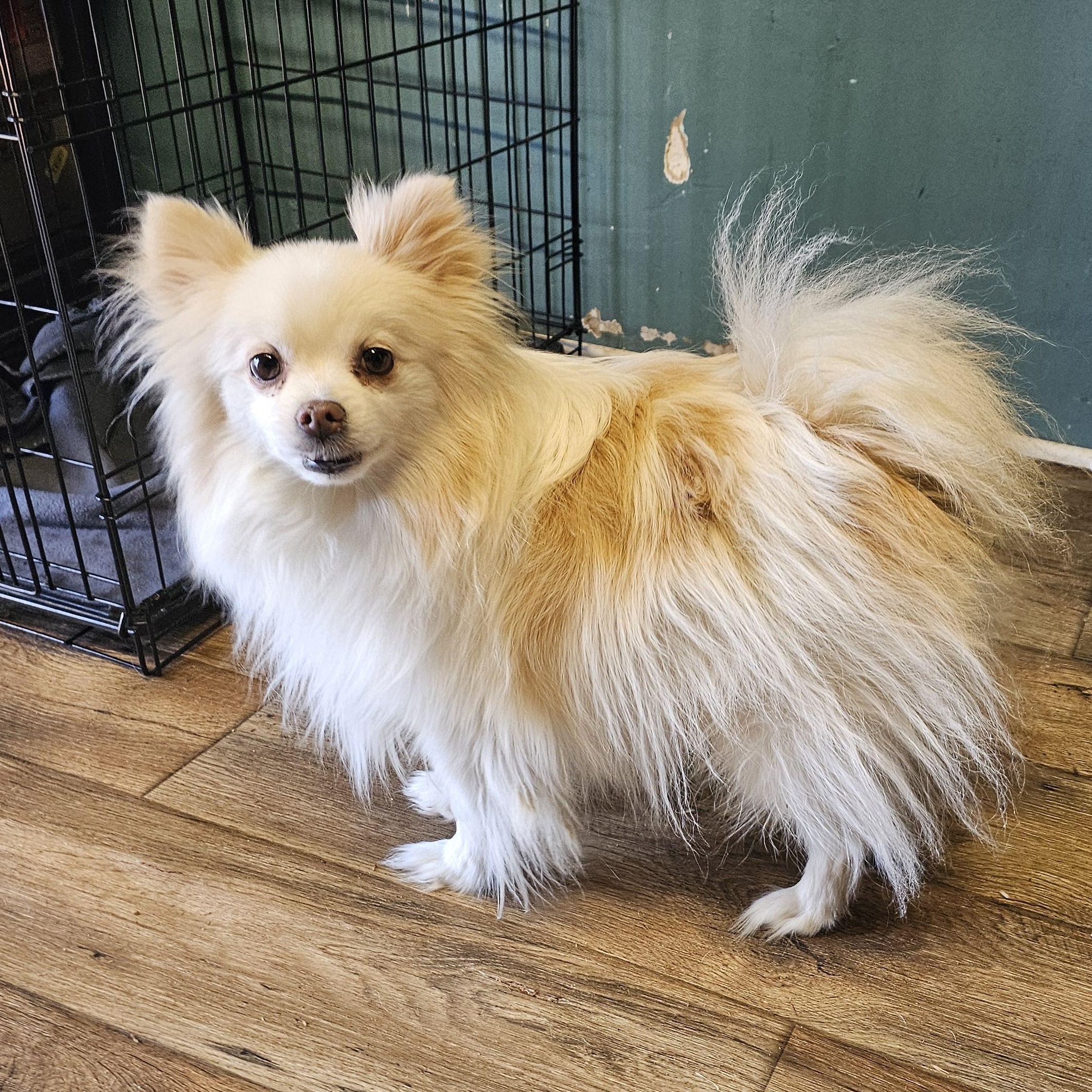 Enlarge Cosmo, a ADOPTABLE Pomeranian in Chesnee, SC image 3/4