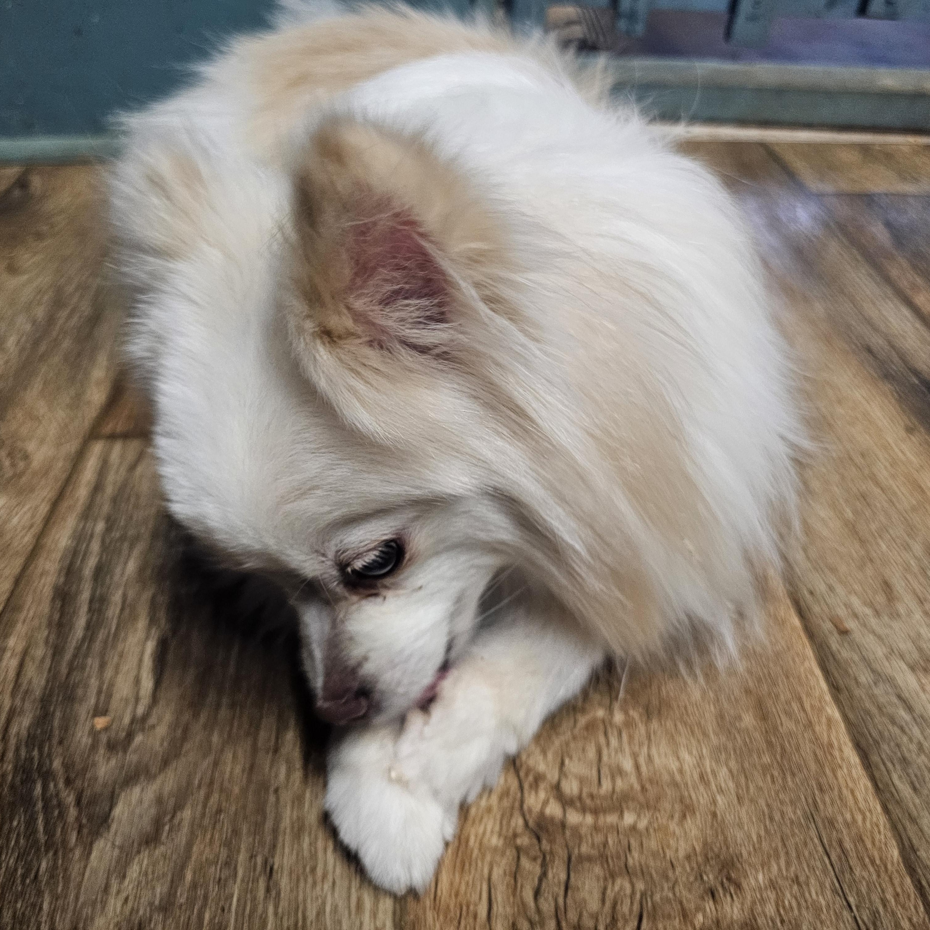 Enlarge Cosmo, a ADOPTABLE Pomeranian in Chesnee, SC image 2/4