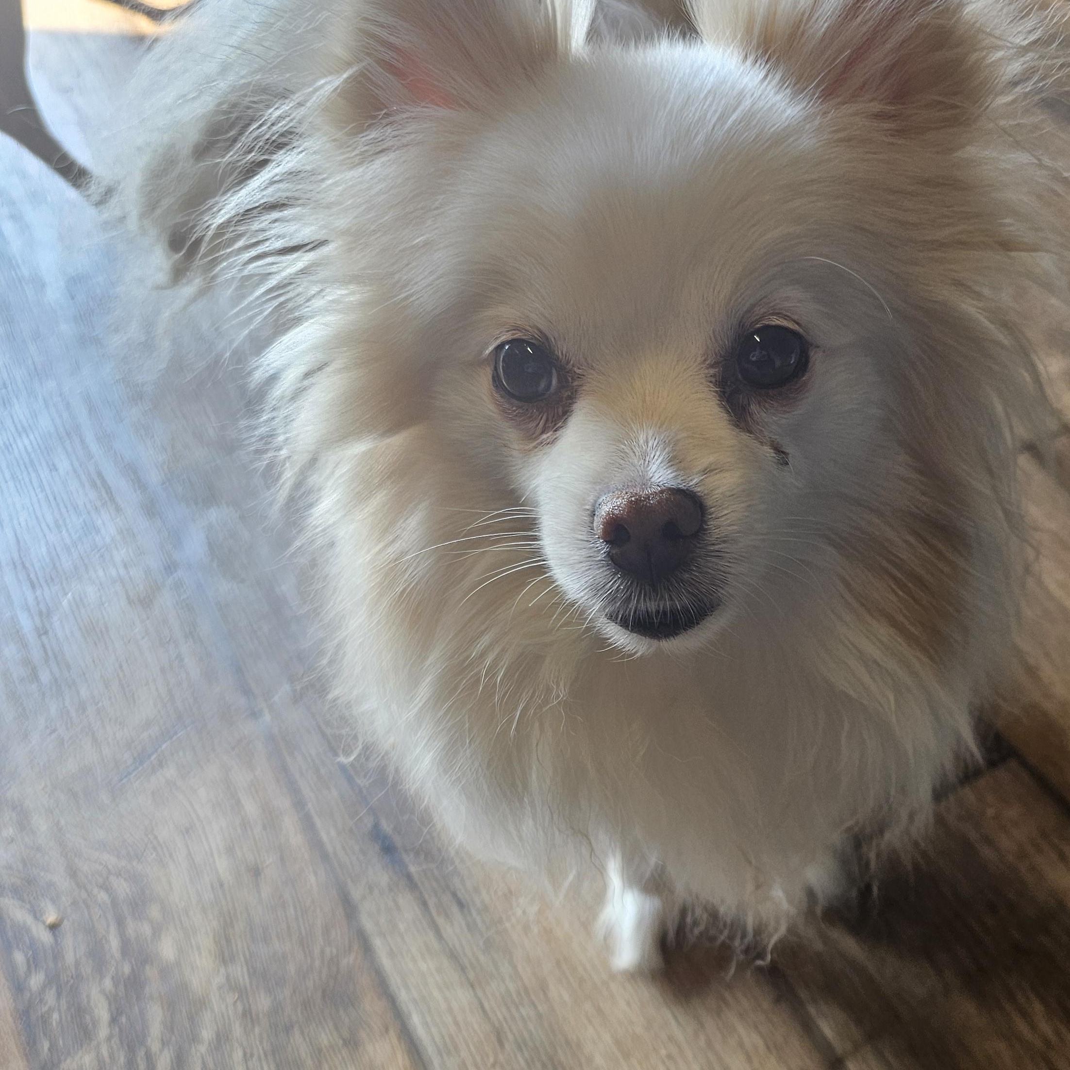 Enlarge Cosmo, a ADOPTABLE Pomeranian in Chesnee, SC image 4/4