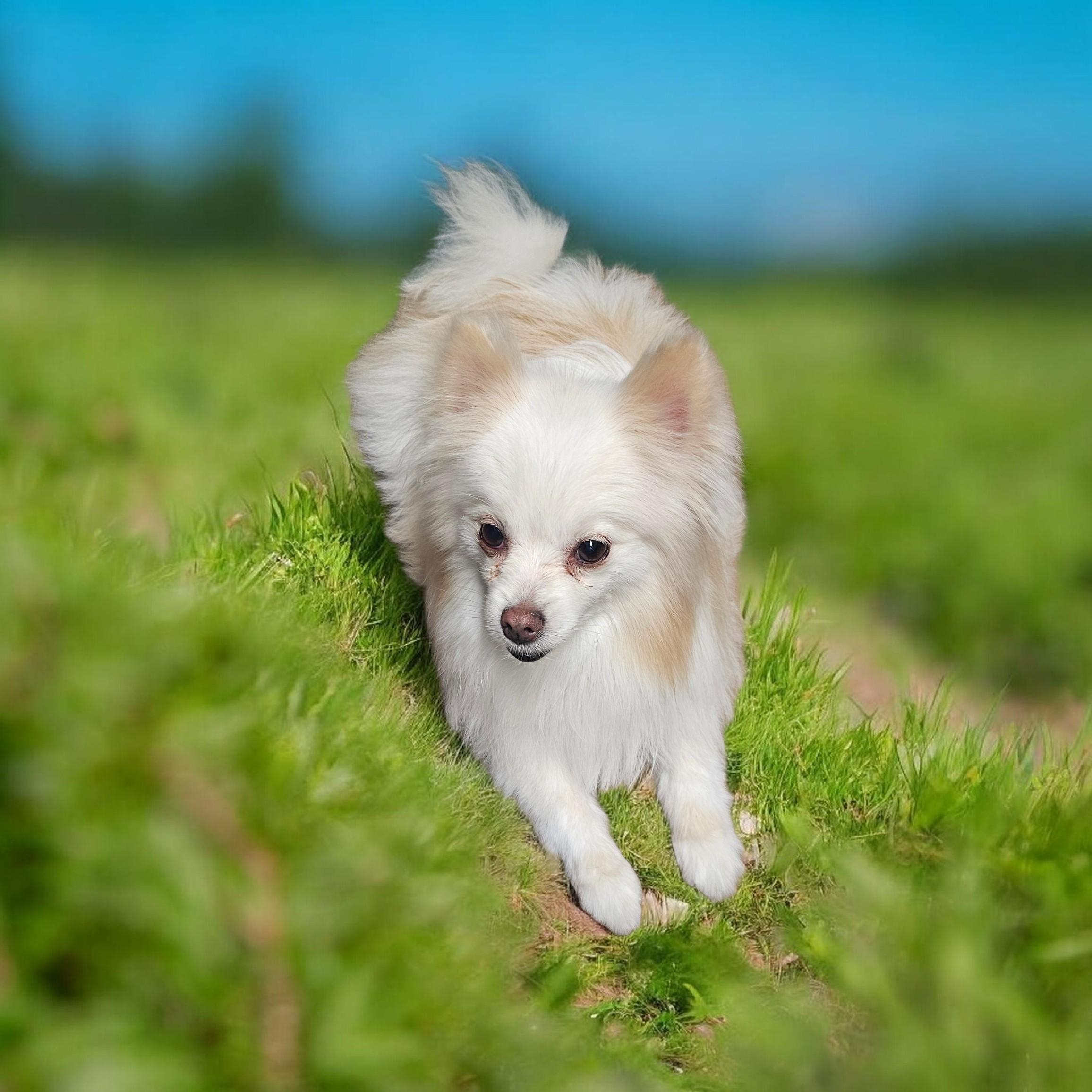 Enlarge Cosmo, a ADOPTABLE Pomeranian in Chesnee, SC image 1/4