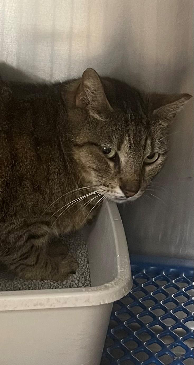 Ms Cogsworth, Adoptable, Kitten Female Domestic Long Hair.