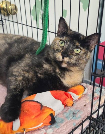 7139 (Larrie), Adoptable, Adult Female Tortoiseshell.