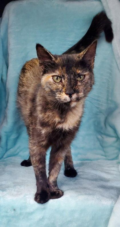 Enlarge 7139 (Larrie), a Adoptable Tortoiseshell in Lake City, MI image 1/1