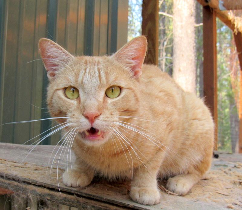 Enlarge Jimmy, Your Best Buddy!, a Adoptable Tabby in Newport, WA image 1/6