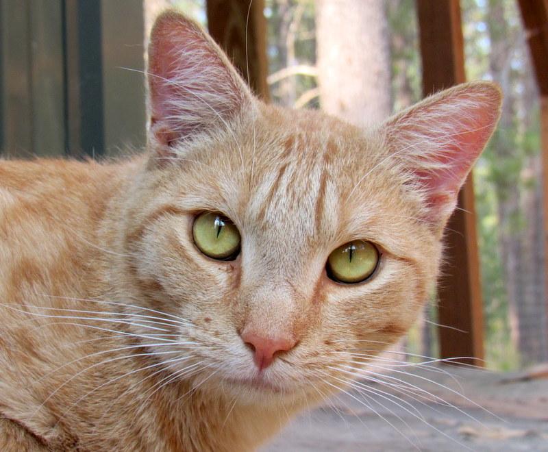 Enlarge Jimmy, Your Best Buddy!, a Adoptable Tabby in Newport, WA image 2/6