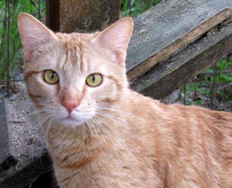 Enlarge Jimmy, Your Best Buddy!, a Adoptable Tabby in Newport, WA image 3/6