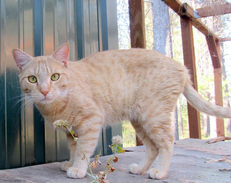 Enlarge Jimmy, Your Best Buddy!, a Adoptable Tabby in Newport, WA image 4/6