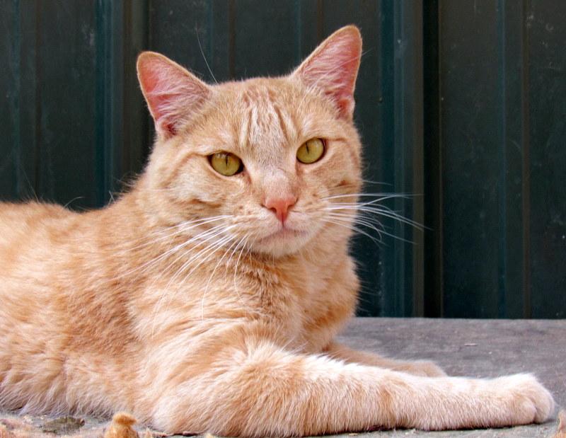 Enlarge Jimmy, Your Best Buddy!, a Adoptable Tabby in Newport, WA image 5/6