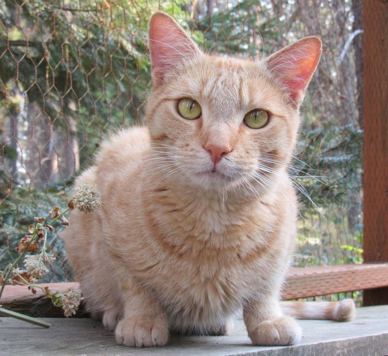 Enlarge Jimmy, Your Best Buddy!, a Adoptable Tabby in Newport, WA image 6/6