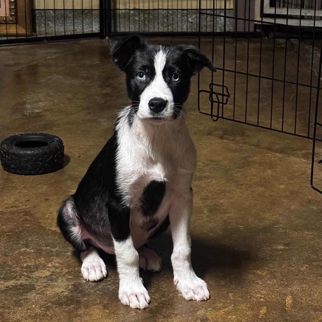 Enlarge Priscilla, a Adoptable Mixed Breed in Memphis, TN image 1/3