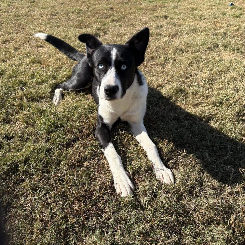 Enlarge Priscilla, a Adoptable Mixed Breed in Memphis, TN image 2/3