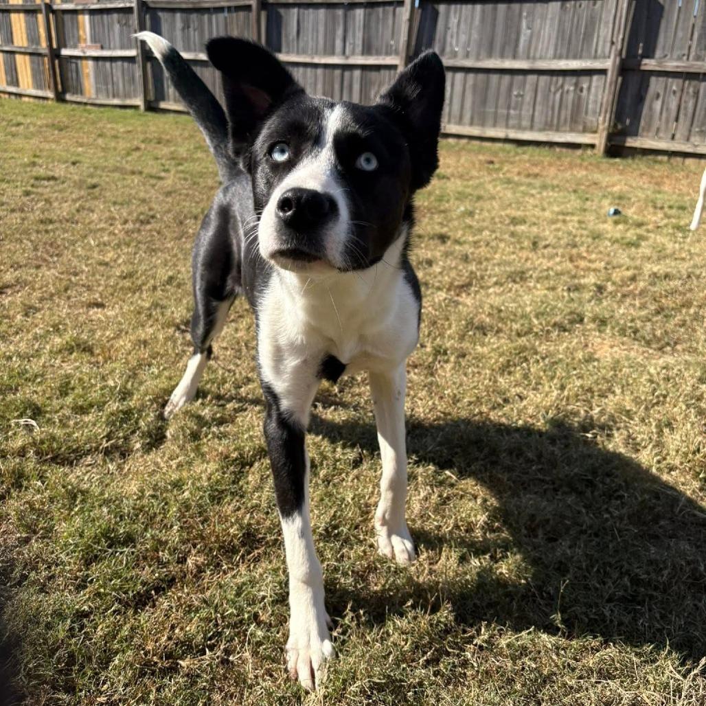 Enlarge Priscilla, a Adoptable Mixed Breed in Memphis, TN image 3/3