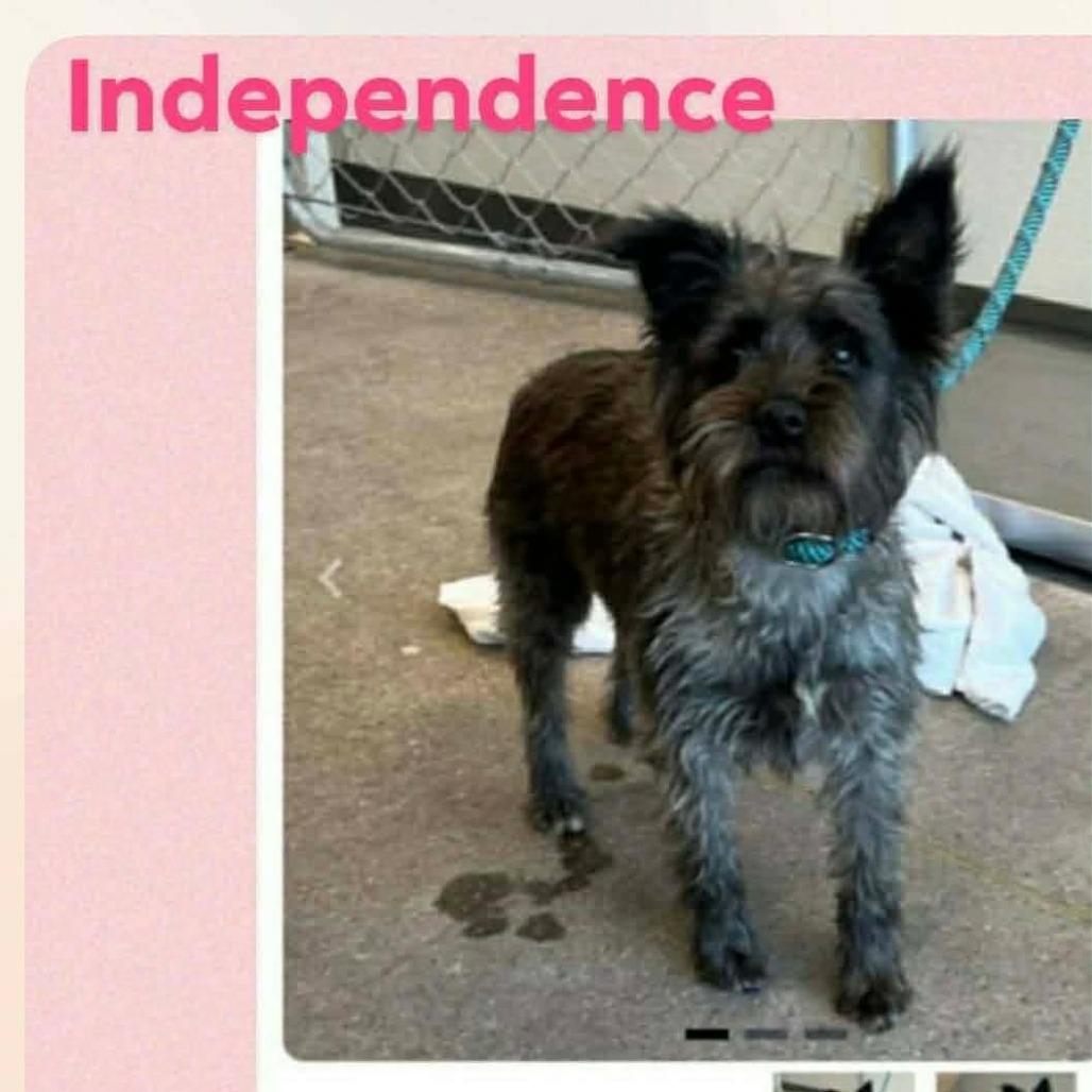 Enlarge Independence COMING SOON, a Adoptable Schnauzer in Loves Park, IL image 1/1