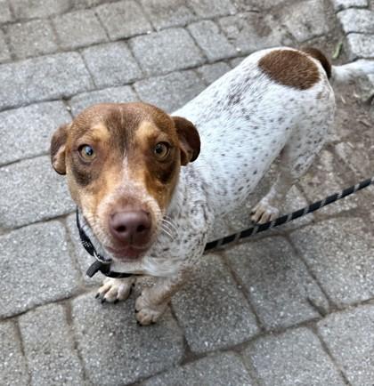Juno, Adoptable, Adult Male Parson Russell Terrier & Mixed Breed.