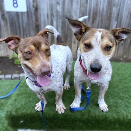 Juno, a Adoptable mixed breed in Washington, DC image 2/3