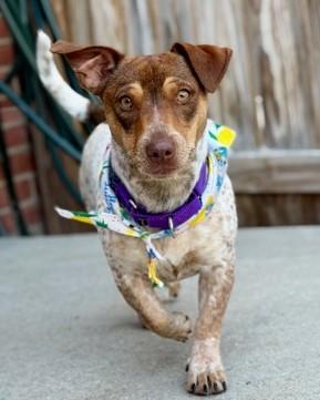 Juno, a Adoptable mixed breed in Washington, DC image 3/3