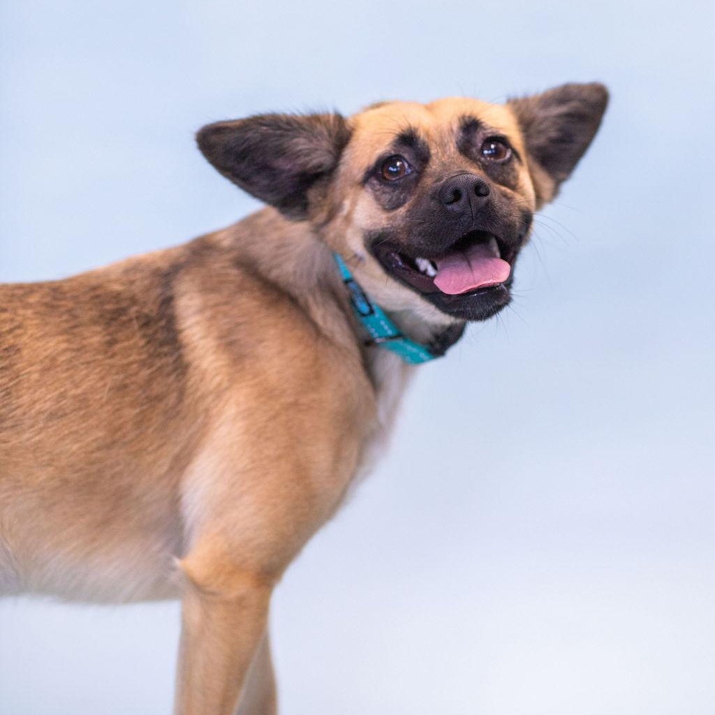 Miley, adoptable, Adult Female Pug & Chihuahua.