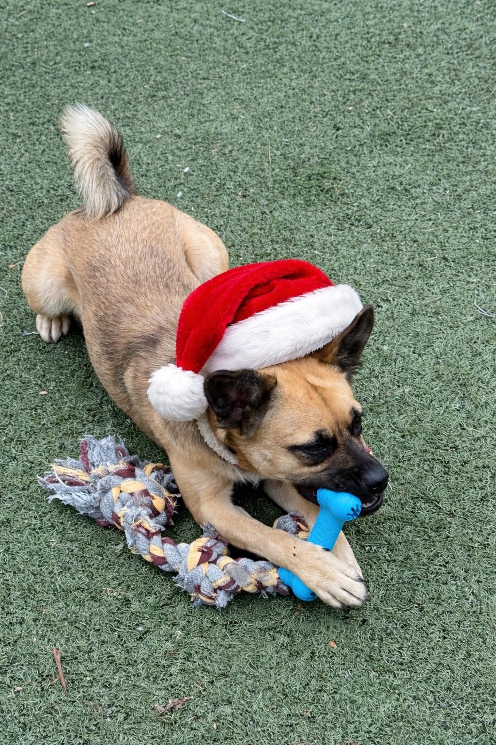 Enlarge Miley, a Adoptable mixed breed in Owensboro, KY image 1/3