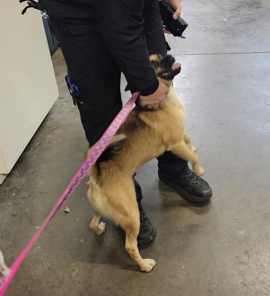 Enlarge Miley, a Adoptable mixed breed in Owensboro, KY image 2/3