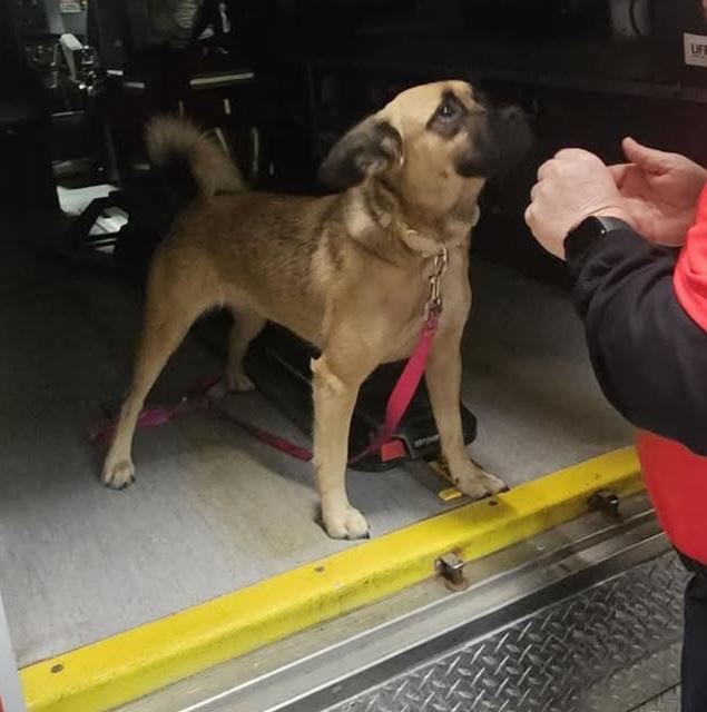 Enlarge Miley, a Adoptable mixed breed in Owensboro, KY image 3/3