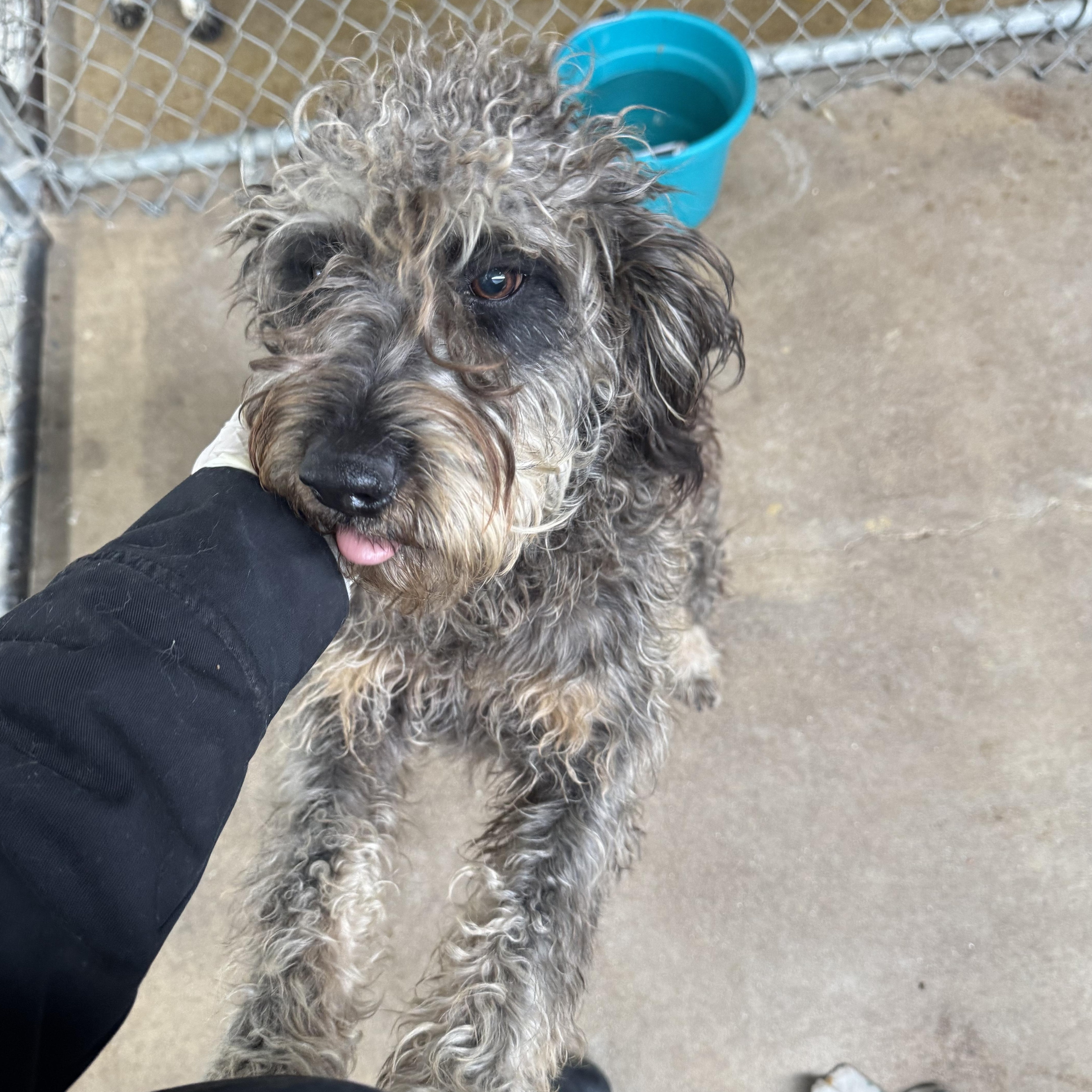Enlarge ASHER ( AVAILABLE: 12/19/25), an adopted Schnoodle in Wasco, CA image 1/2