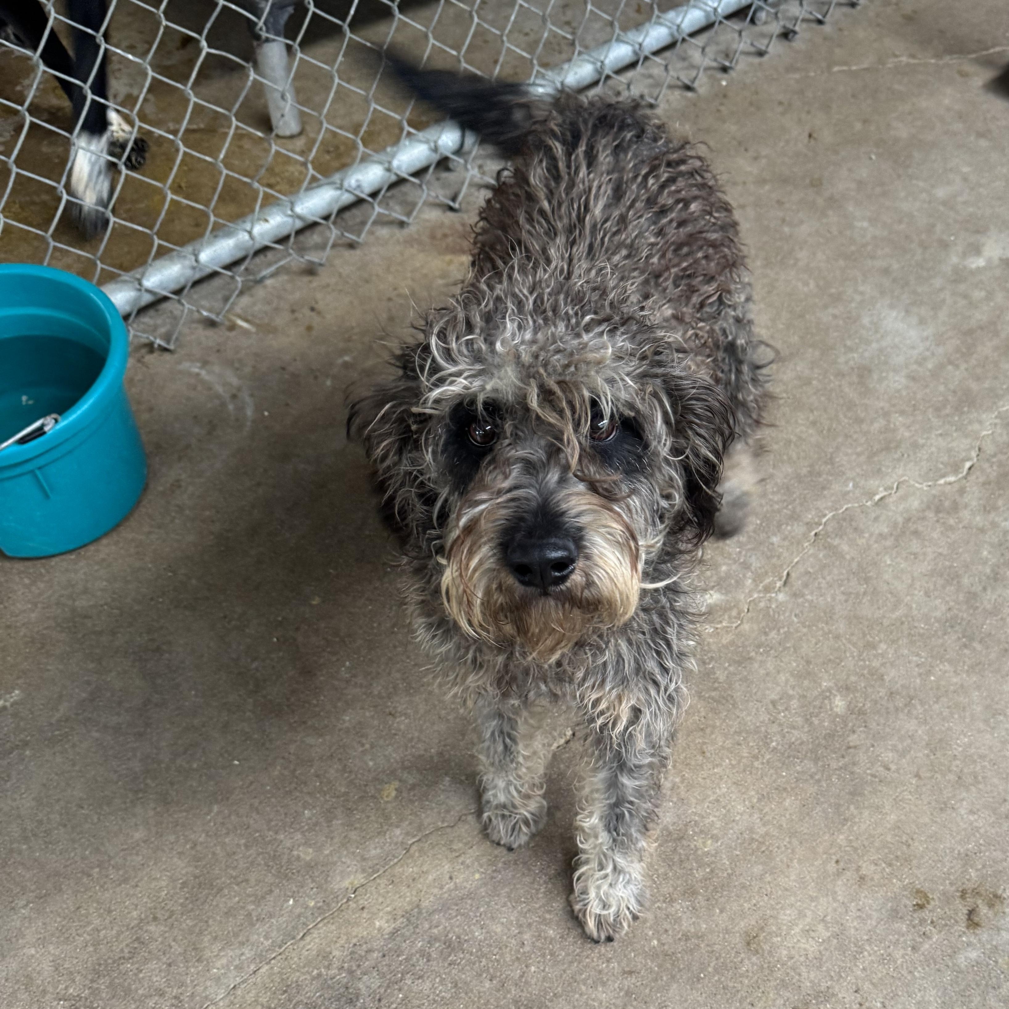 Enlarge ASHER ( AVAILABLE: 12/19/25), an adopted Schnoodle in Wasco, CA image 2/2