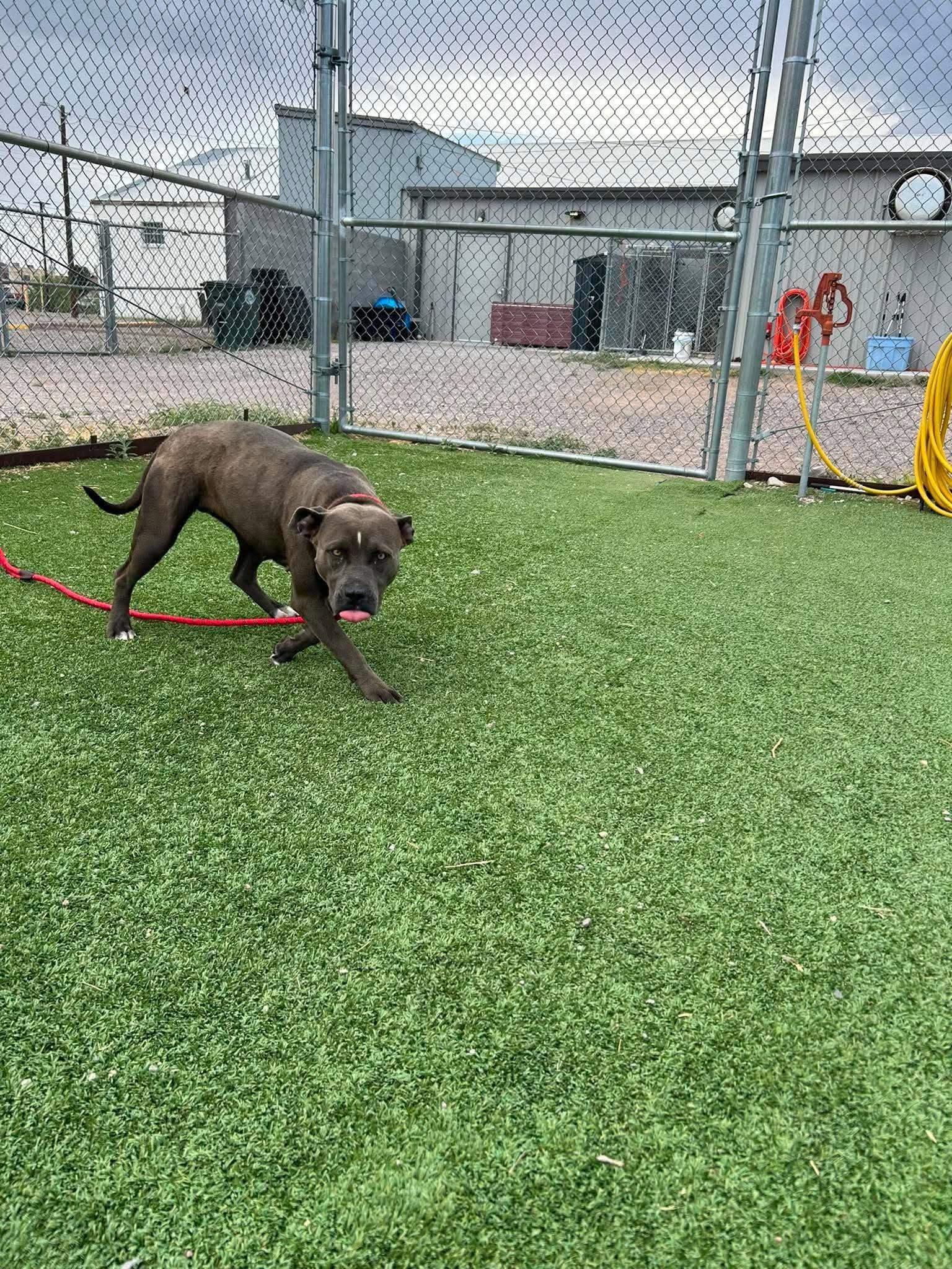 Karmen, an adopted Pit Bull Terrier in Truth or Consequences , NM image 2/6