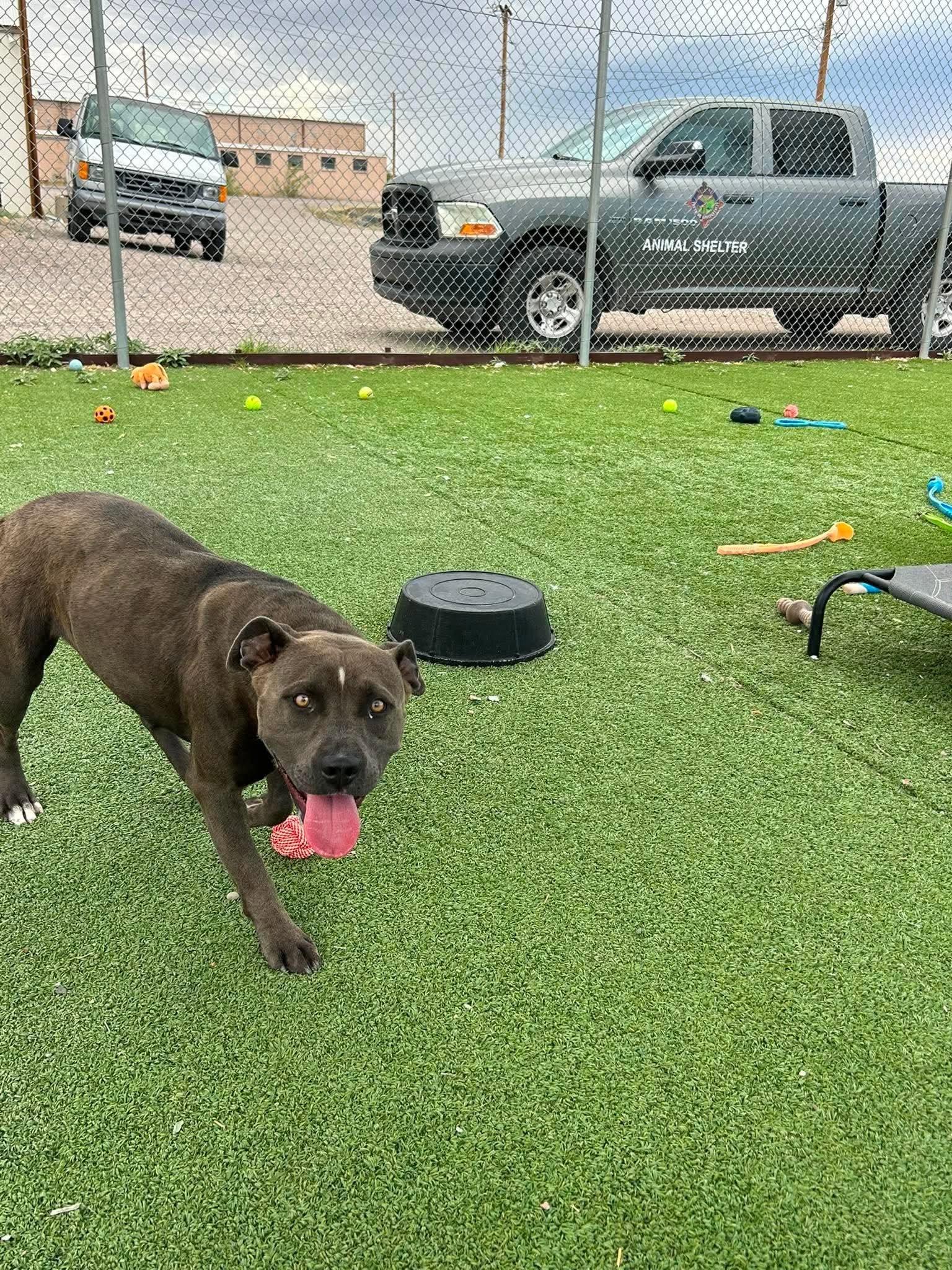 Karmen, an adopted Pit Bull Terrier in Truth or Consequences , NM image 4/6