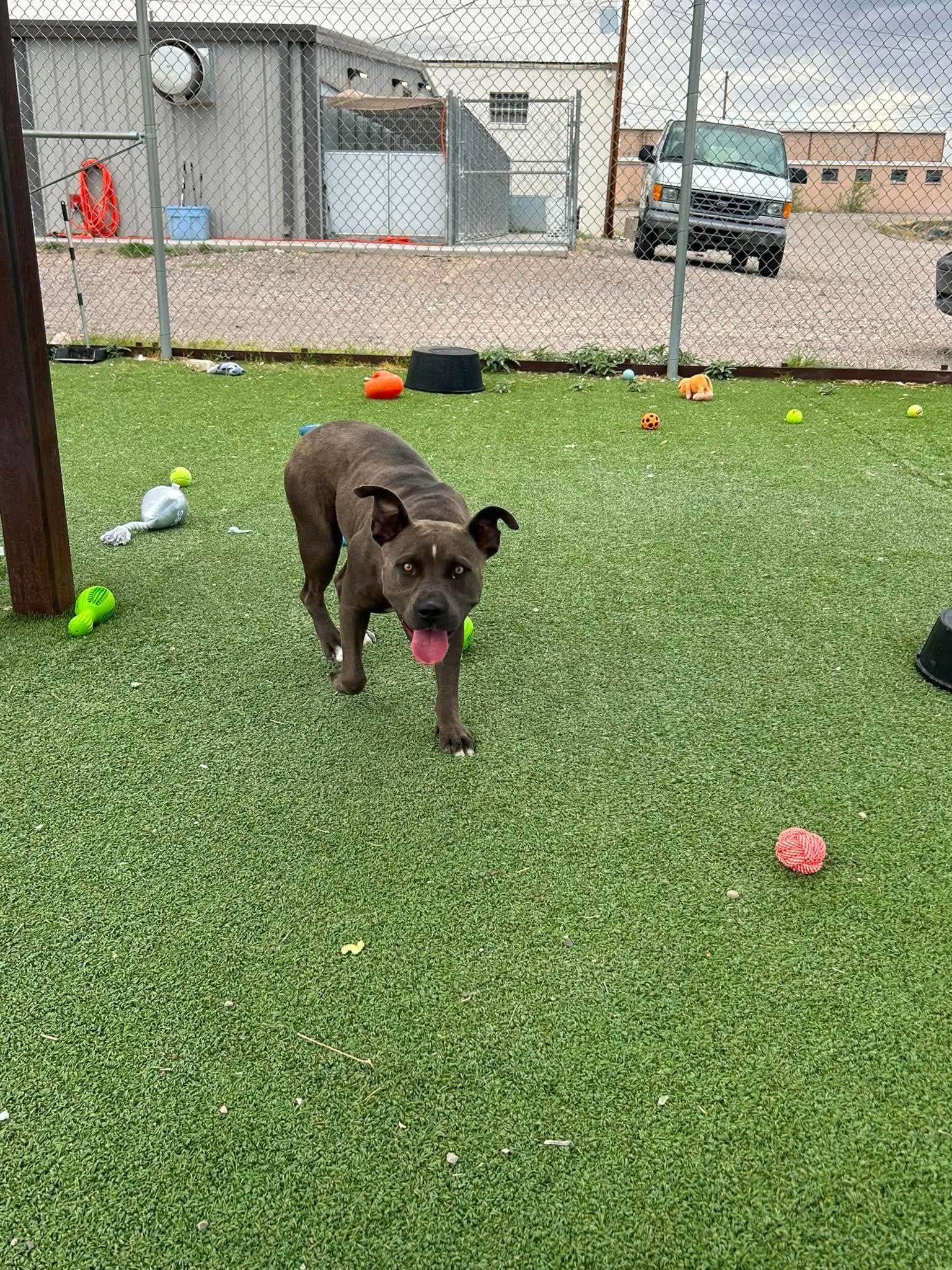 Karmen, adopted, Adult Female Pit Bull Terrier.