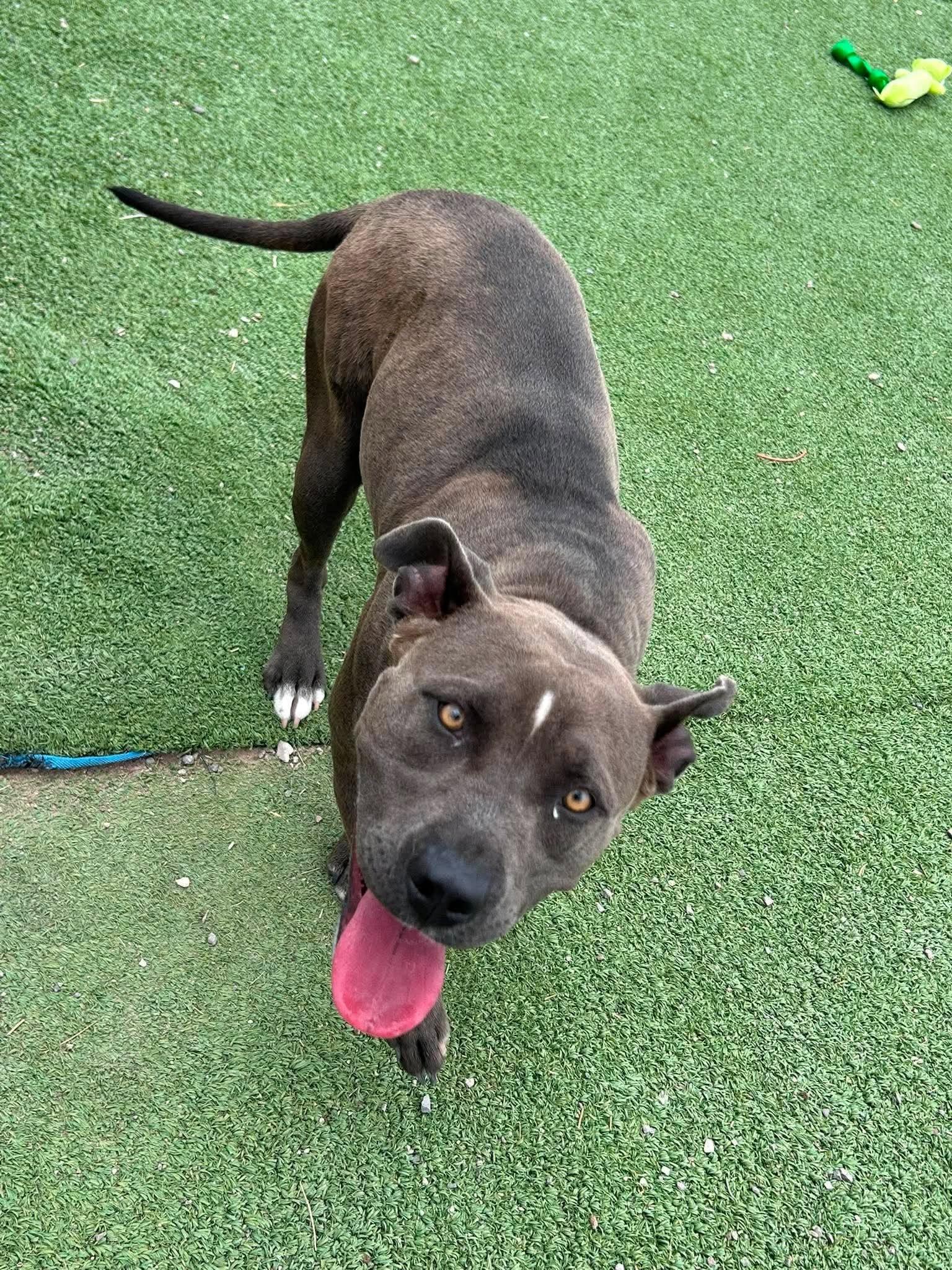 Karmen, an adopted Pit Bull Terrier in Truth or Consequences , NM image 5/6
