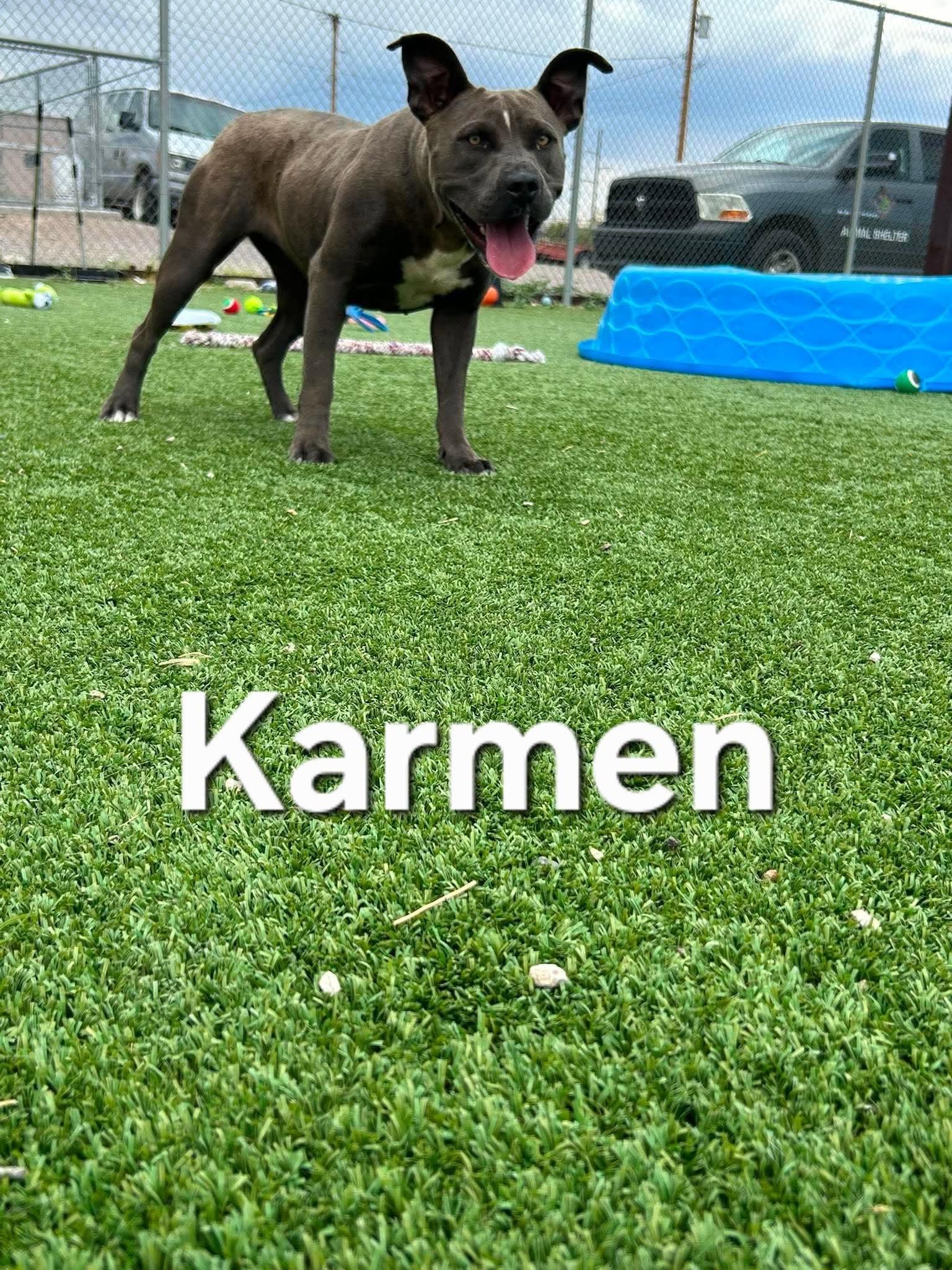 Karmen, an adopted Pit Bull Terrier in Truth or Consequences , NM image 6/6