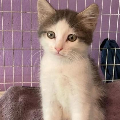 Enlarge Connor, a Adoptable Domestic Medium Hair in Santa Cruz, CA image 1/1