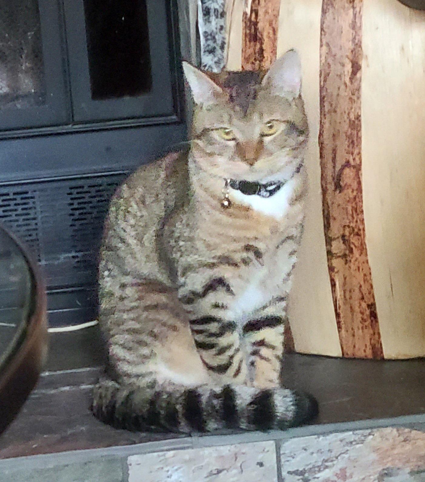 SKETTI #1949 - Offered by Owner - Young male, Adoptable, Adult Male Tabby & Domestic Short Hair.