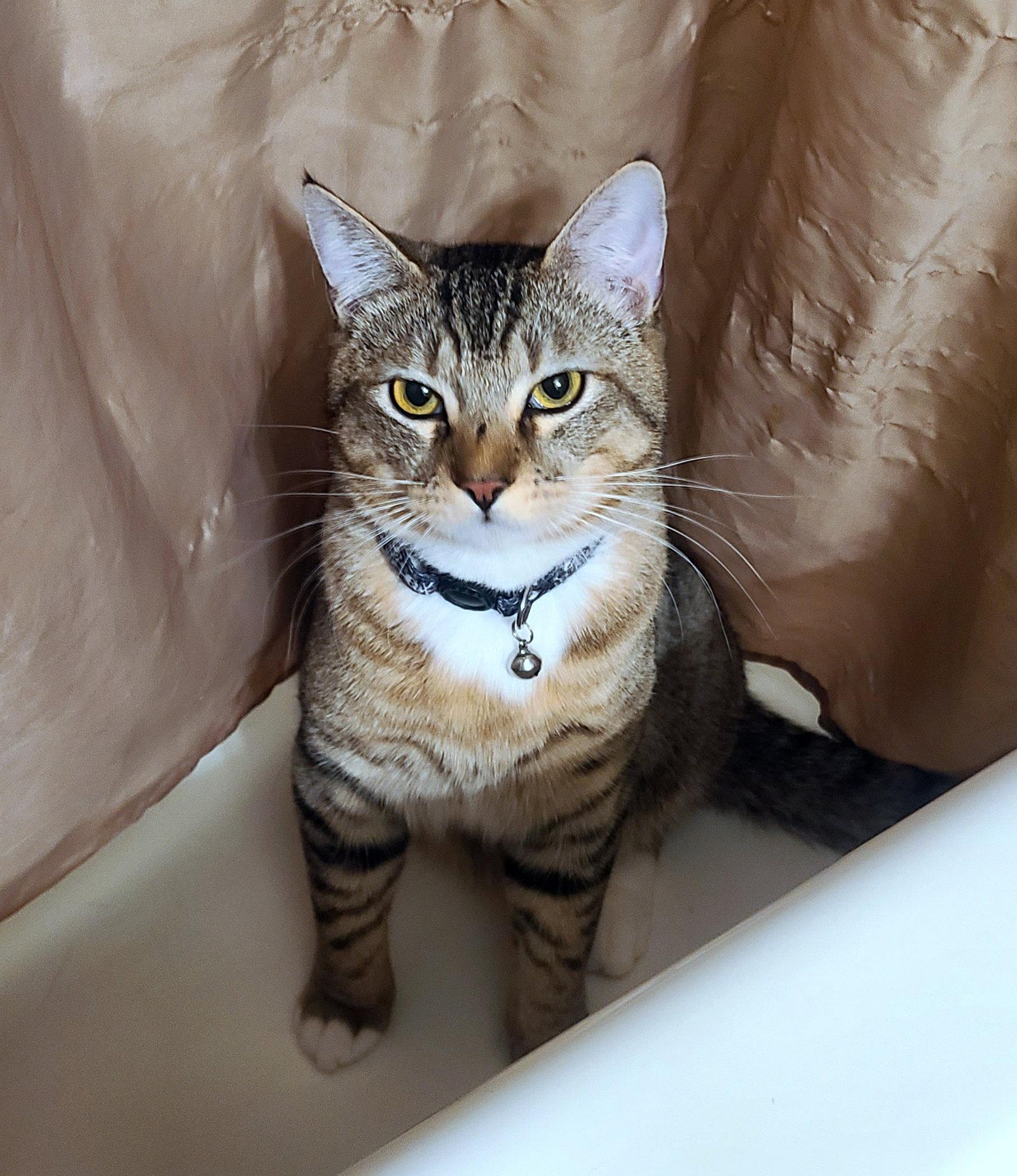 SKETTI #1949 - Offered by Owner - Young male, a Adoptable mixed breed in Hillsboro, OR image 2/3