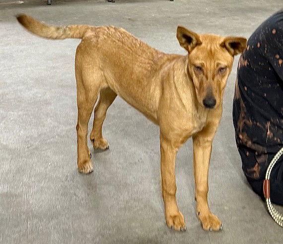 **DINGO**, a Adoptable Carolina Dog in North Prairie, WI image 2/3
