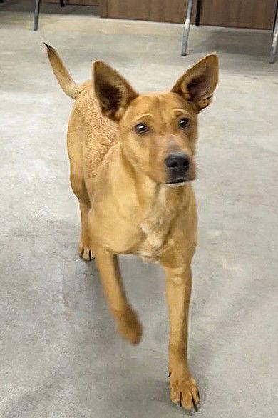 **DINGO**, Adoptable, Young Female Carolina Dog.