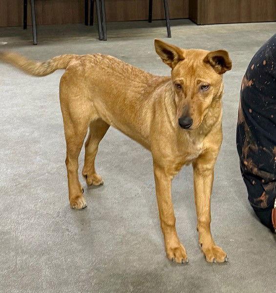 **DINGO**, a Adoptable Carolina Dog in North Prairie, WI image 3/3