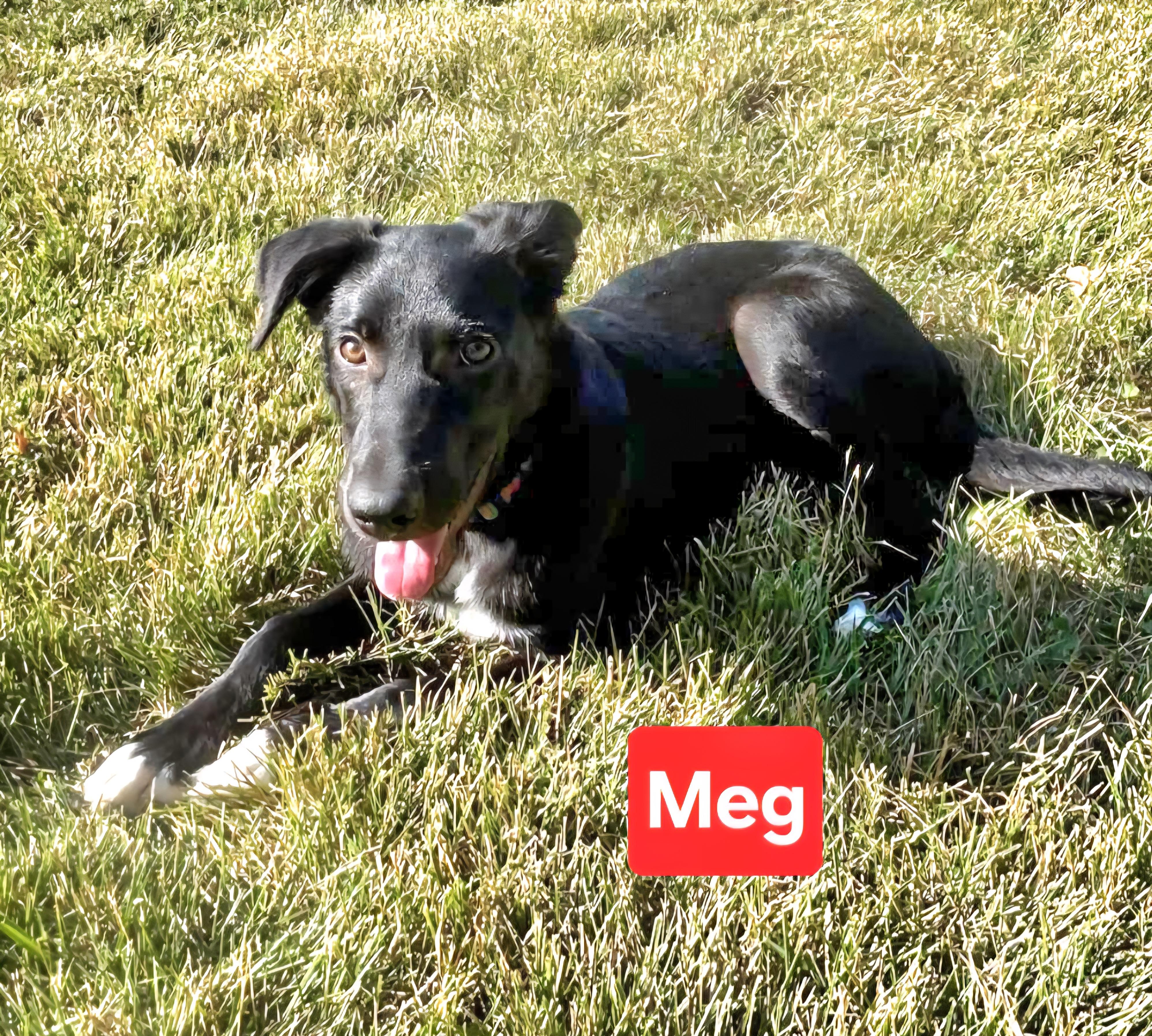 Meg