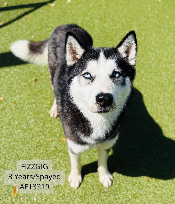 Enlarge Fizzgig, a Adoptable Husky in Supply, NC image 1/2