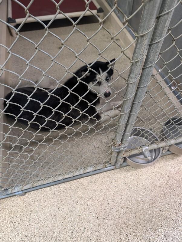 Enlarge Fizzgig, a Adoptable Husky in Supply, NC image 2/2